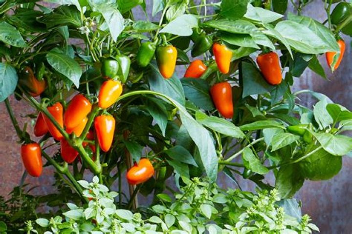 How do you start a pepper plant from a pepper plant?