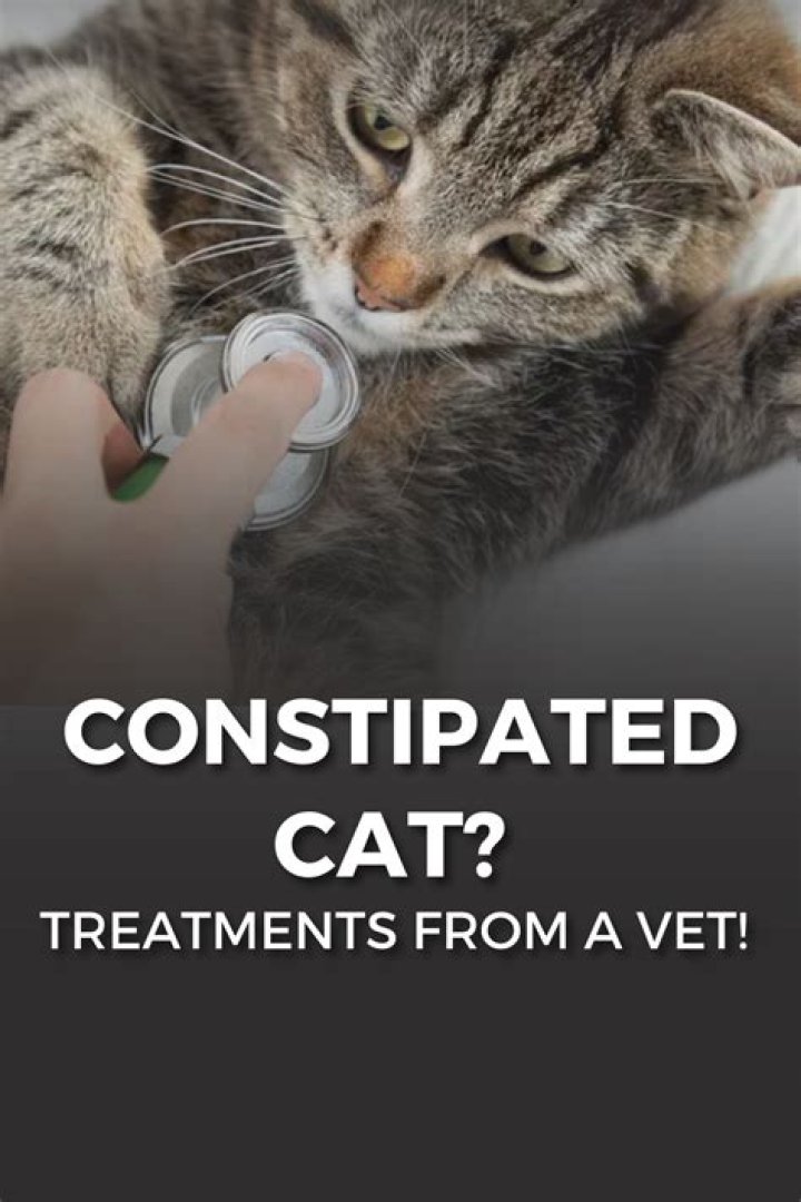How do you stop a cat from pooping in the same spot?