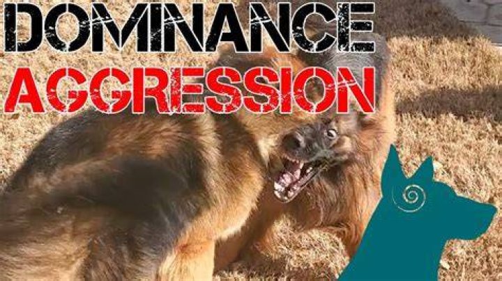 How do you stop dominance in dog aggression?