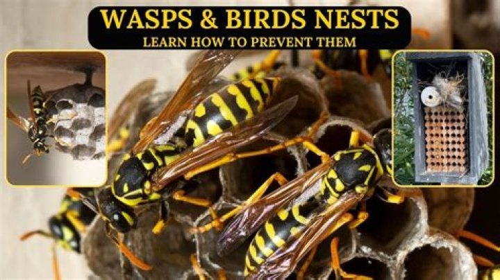 How do you stop wasps nesting?