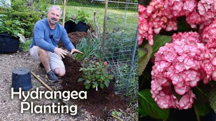 How do you take care of hydrangeas in the summer?