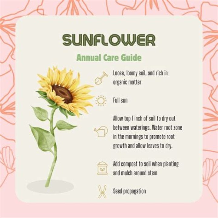 How do you take care of sunflowers?