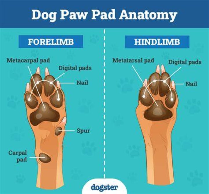 How do you teach a dog where to poop?