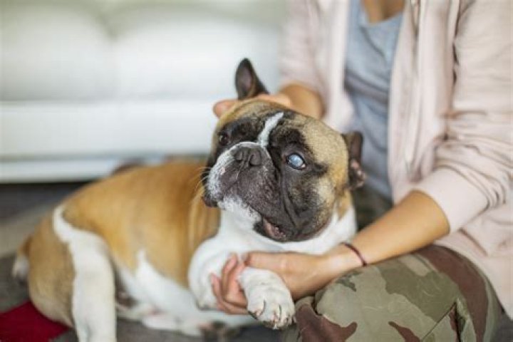 How do you tell if a dog is overtired?