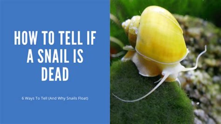 How do you tell if a guy has a STD?