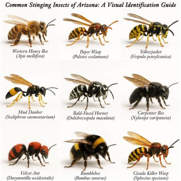 How do you tell if bees are in your walls?
