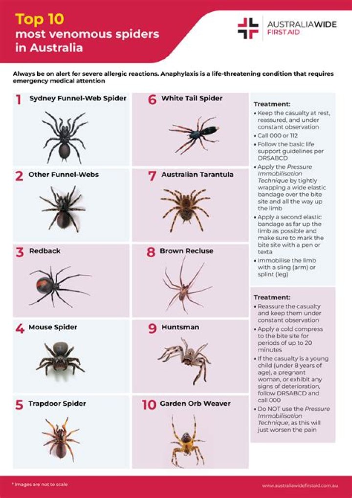 How do you tell if you were bitten by a poisonous spider?