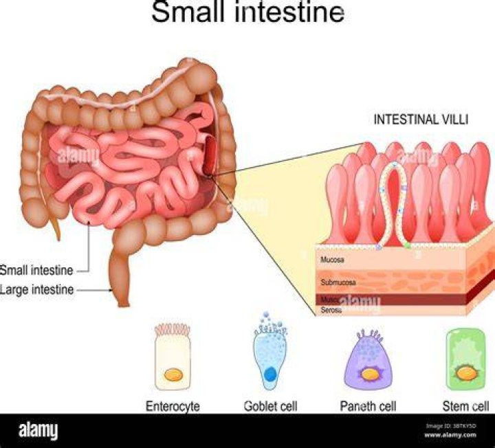 How do you tell if your small intestine is infected?