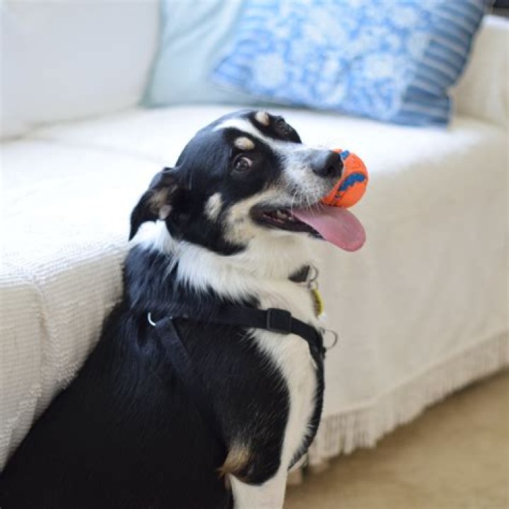 How do you tell your dog you love them?