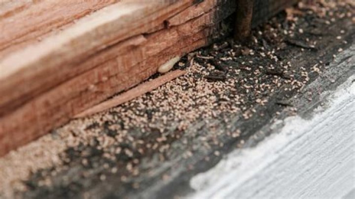 How do you treat foundation for termites?