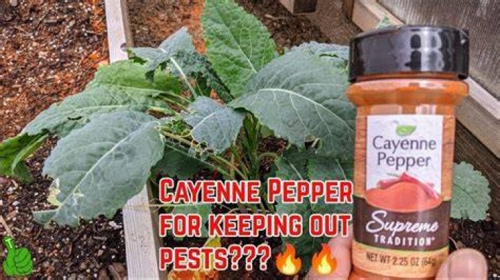 How do you use cayenne pepper to keep rats away?