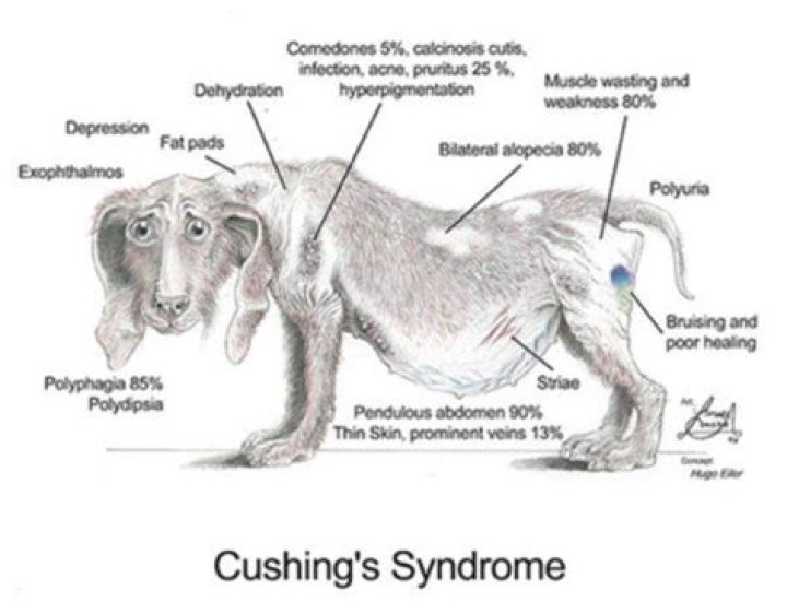 How does Cushing's affect dogs?