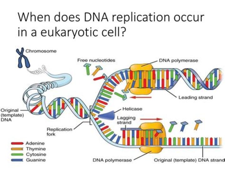 How does DNA replication occur?