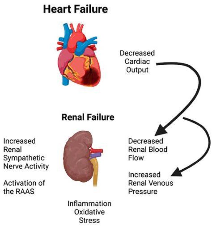 How does kidney failure affect the heart?