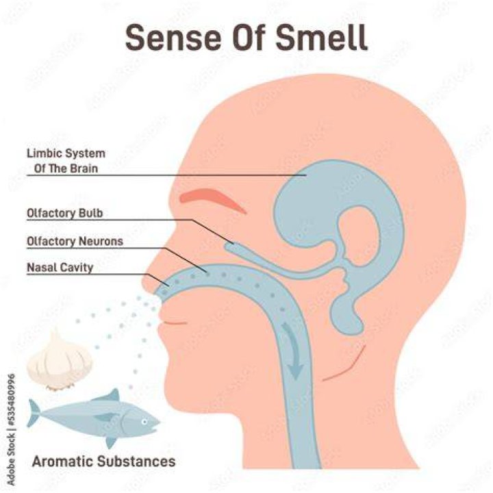 How does smell affect attraction?