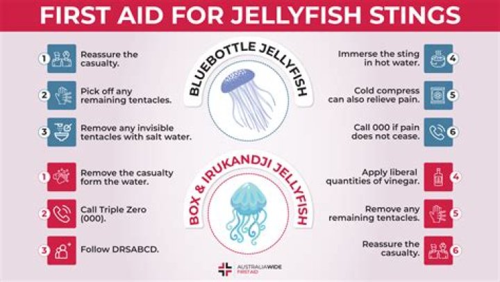 How does wearing pantyhose protect swimmers from box jellyfish?