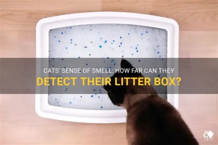 How Far Can cats smell their litter box?