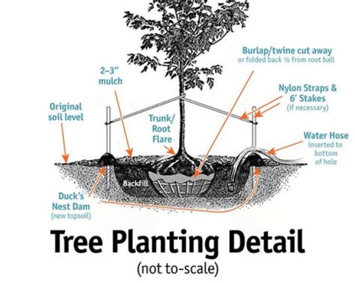 How far do maple tree roots spread?