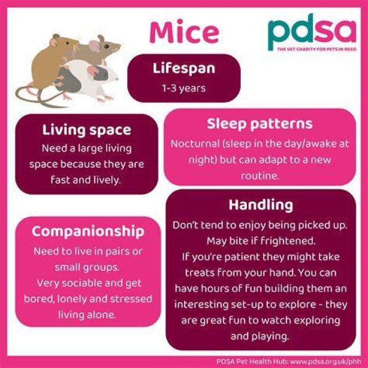 How far from your house should you release a mouse?