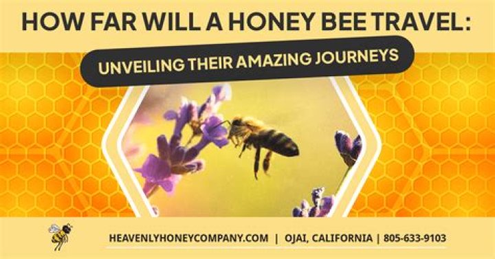 How far will a honey bee travel for pollen?