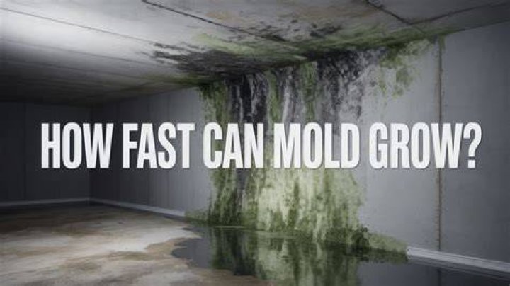 How fast can mold grow in drywall?