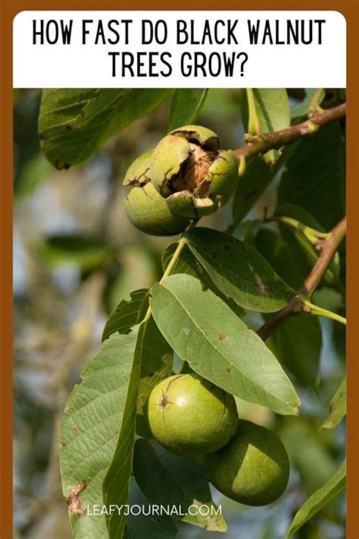 How fast do black walnut trees grow?
