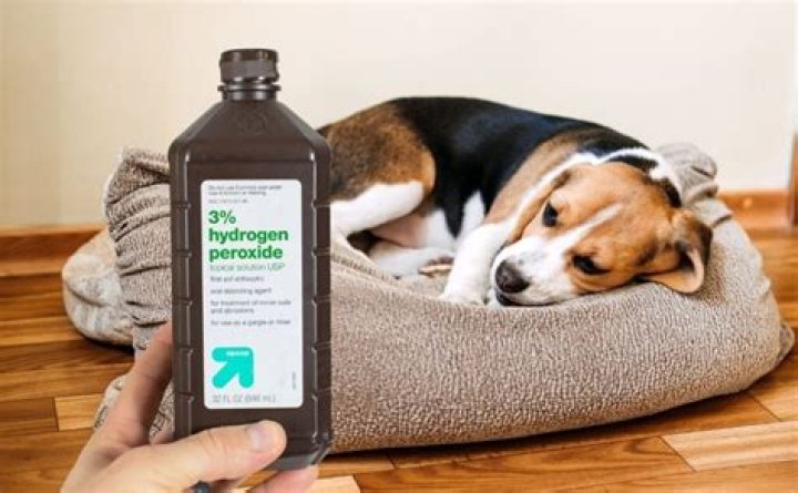 How fast does hydrogen peroxide work on dogs?