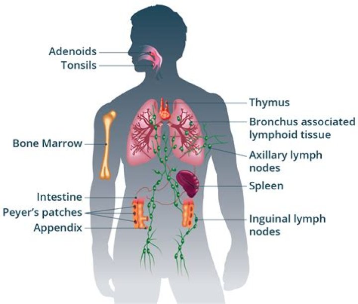 How I check my immune system?