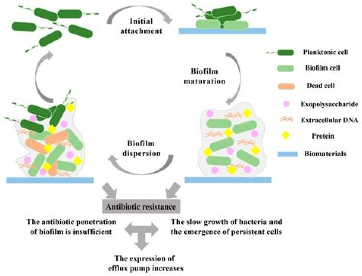 How infections involving biofilms are managed in a clinical setting?