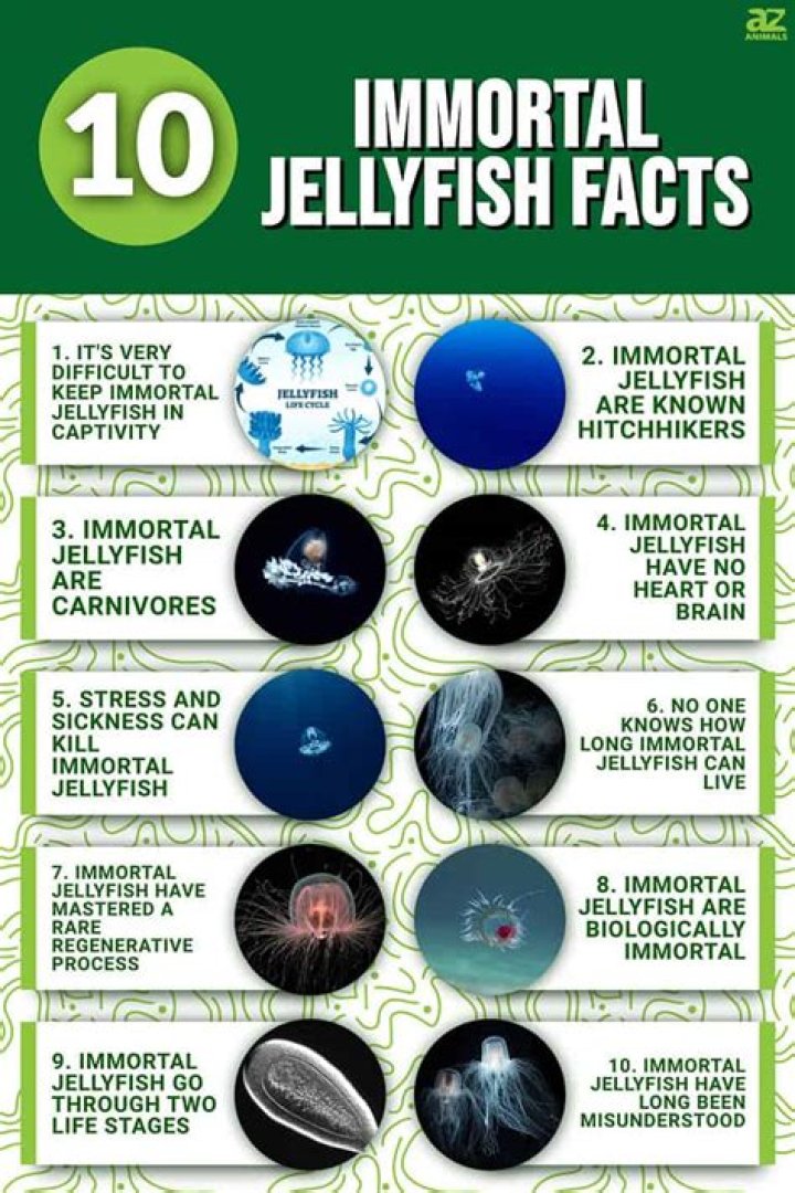 How is a jellyfish immortal?