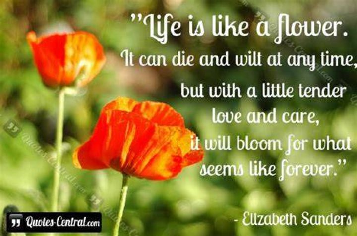 How is life like a flower?