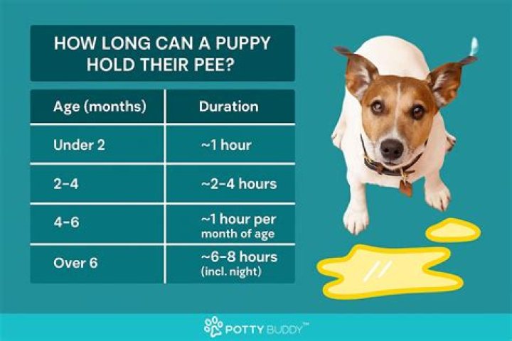 How long can 10 week old puppy hold pee?