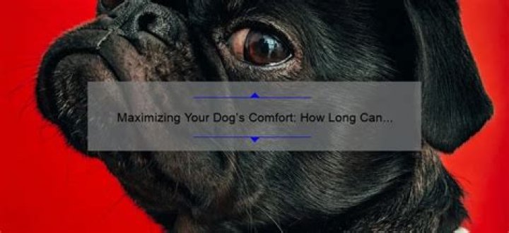 How long can a dog hold its bladder overnight?