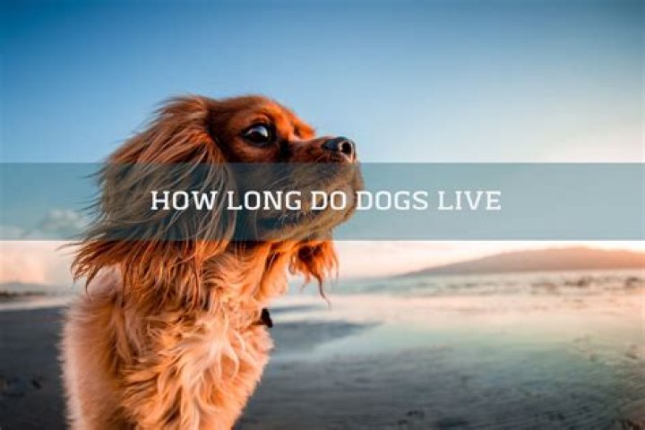 How long can a witcher live?