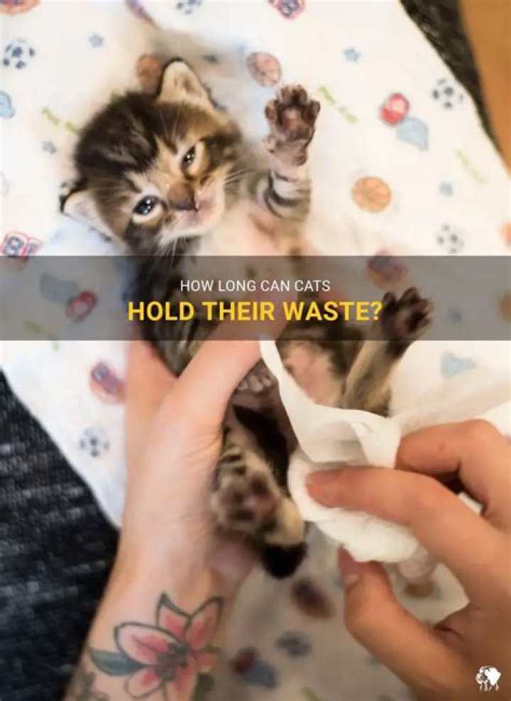 How Long Can cats hold their pee?