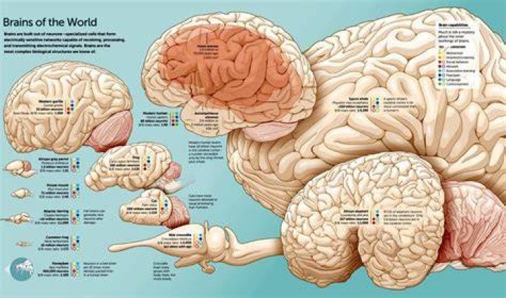 How long can human brains live?