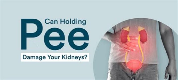 How long can you hold your pee before your bladder explodes?