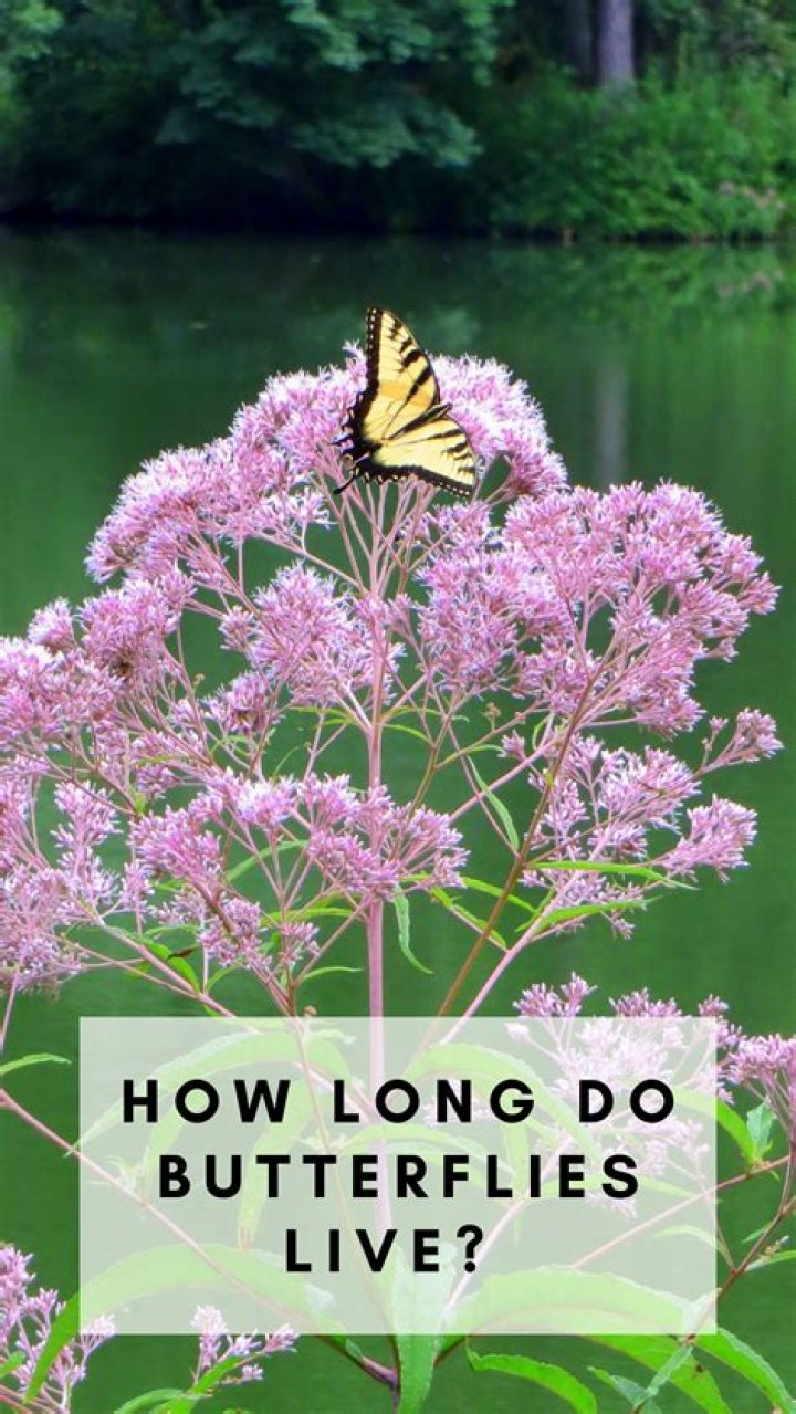 How long do butterflies hibernate?