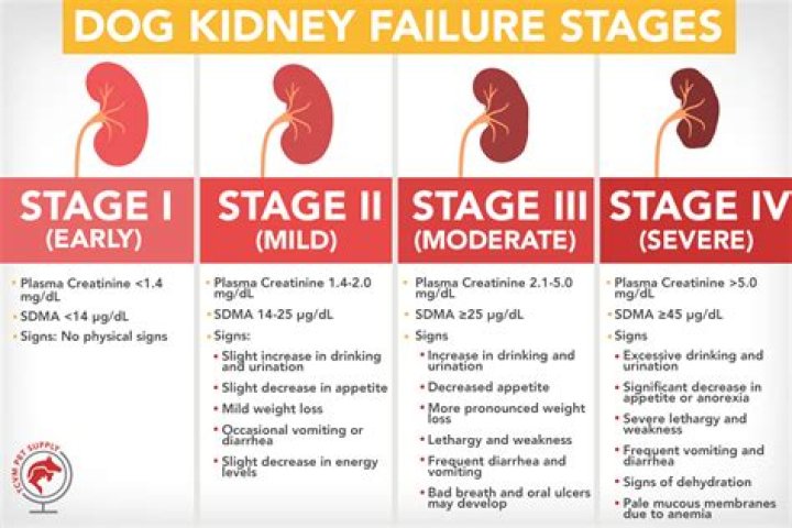 How long do dogs live kidney failure?
