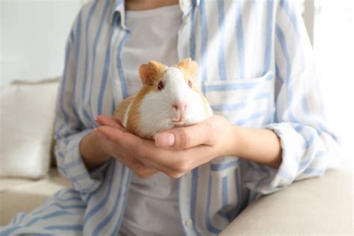 How long do guinea pigs like to be held?