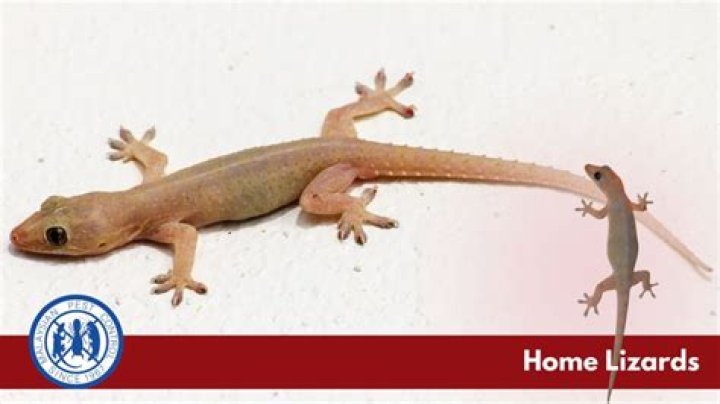 How long do pet lizards live?