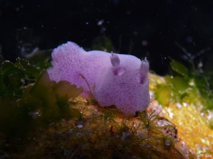 How long do sea bunnies live?