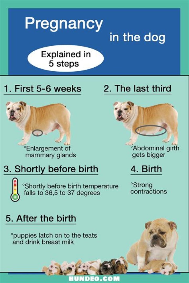 How long does a dog stay sick?