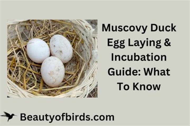 How long does a duck egg take to fry?