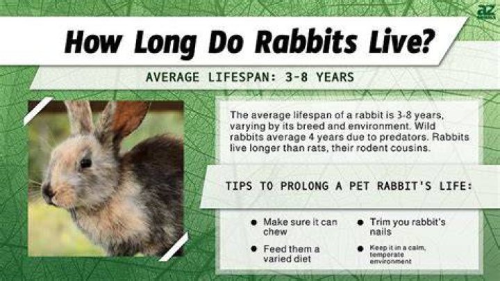 How long does a rabbit live?