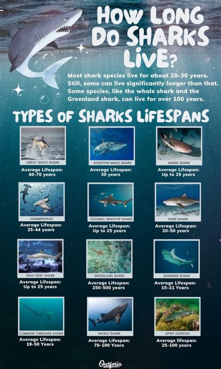 How long does a shark live?