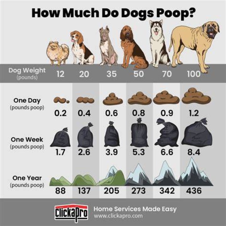 How long does it take a dog to poop after surgery?
