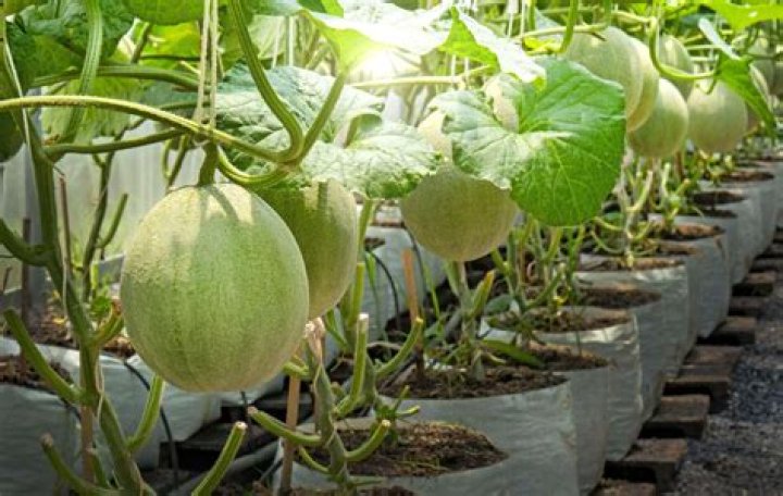 How long does it take cantaloupe to grow from seed?