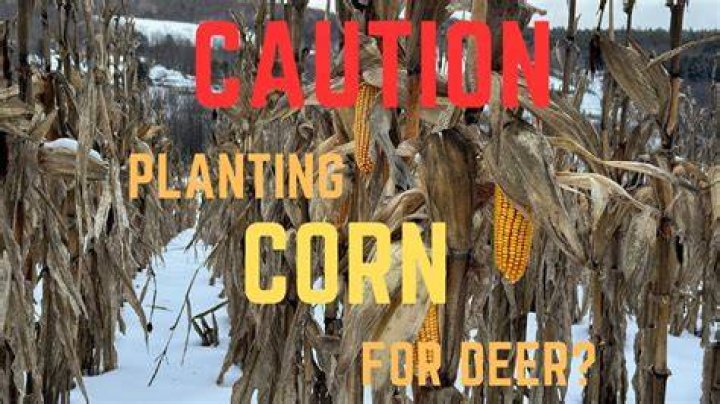 How long does it take deer to find corn?