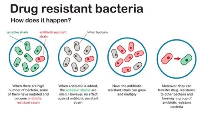 How long does it take for good bacteria to grow back after antibiotics?